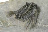 Spiny Leonaspsis Trilobite - Morocco #286568-4